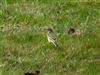 Blue-headed Wagtail