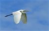 Great White Egret