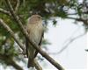 Spotted Flycatcher