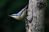 Nuthatch