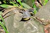 Grey Wagtail