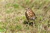 Song Thrush