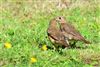 Song Thrush