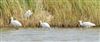 Spoonbill