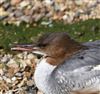 Goosander