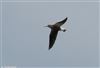 Green Sandpiper