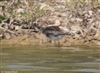 Wood Sandpiper