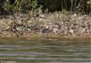 Wood Sandpiper