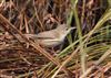 Reed Warbler