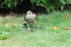 Sparrowhawk