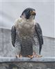 Peregrine