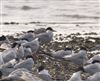 Arctic Tern