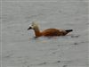 Ruddy Shelduck