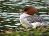 Goosander