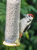 Great Spotted Woodpecker