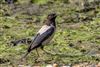 Rose-coloured Starling