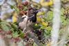 Rose-coloured Starling