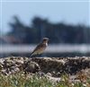 Wheatear