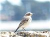 Wheatear