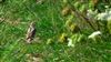 Wryneck