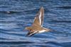 Common Sandpiper