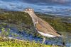 Common Sandpiper