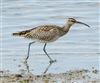 Whimbrel