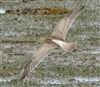 Whimbrel