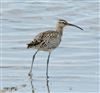 Whimbrel