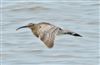 Whimbrel