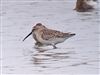 Curlew Sandpiper