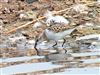 Little Stint