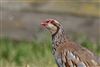 Red-legged Partridge