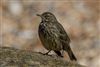 Rock Pipit