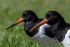 Oystercatcher