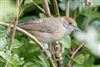 Blackcap