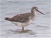 Spotted Redshank