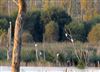 Cattle Egret