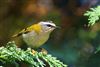 Firecrest