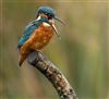 Kingfisher