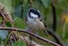 Coal Tit