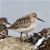 Dunlin