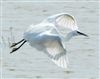 Great White Egret