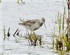 Spotted Redshank