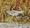 Spotted Redshank