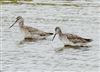 Spotted Redshank