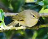 Chiffchaff