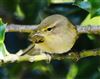 Chiffchaff