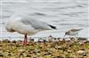 Little Stint