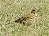 Meadow Pipit